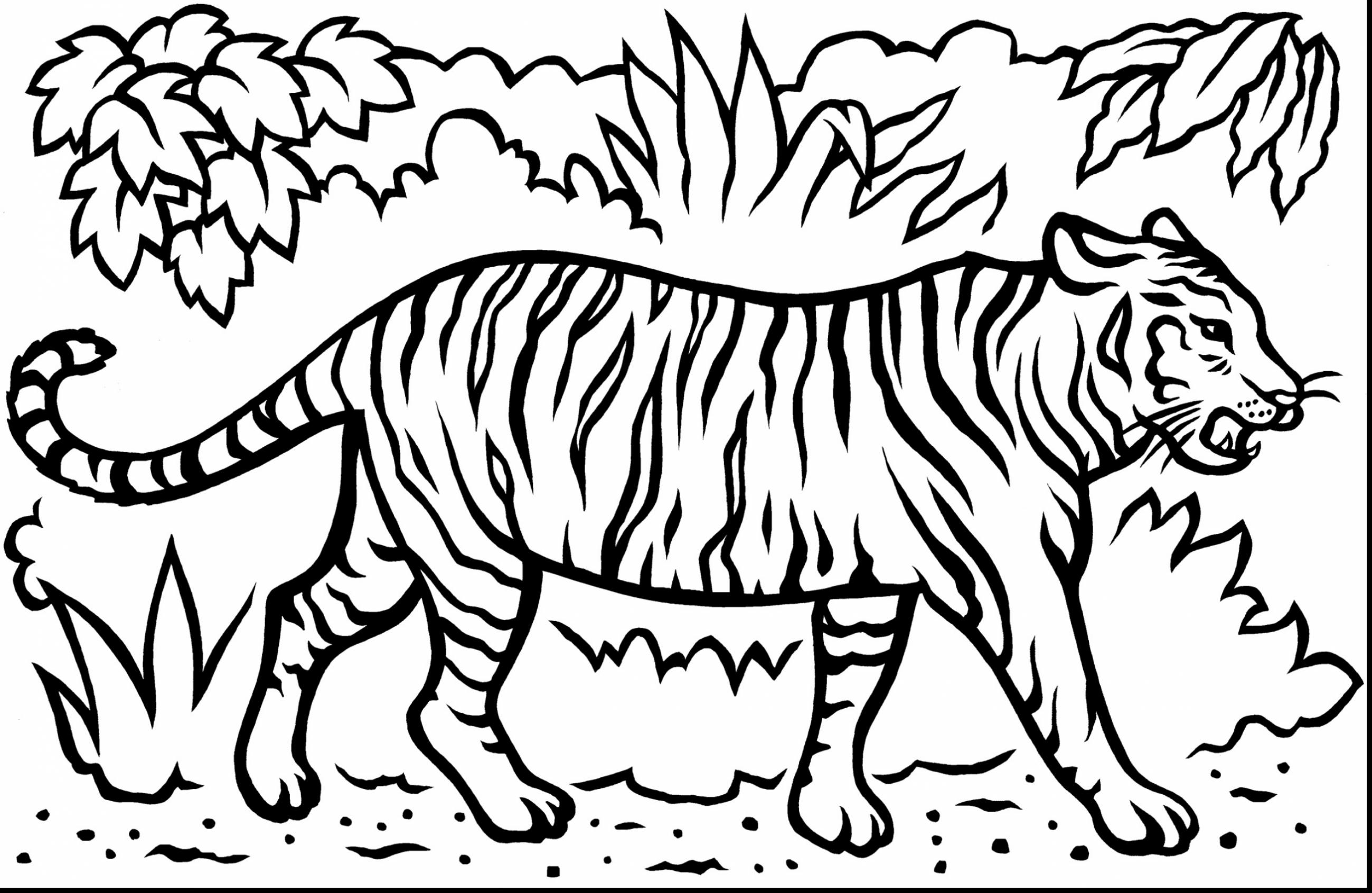 Tiger Coloring Pages Free Printable 25