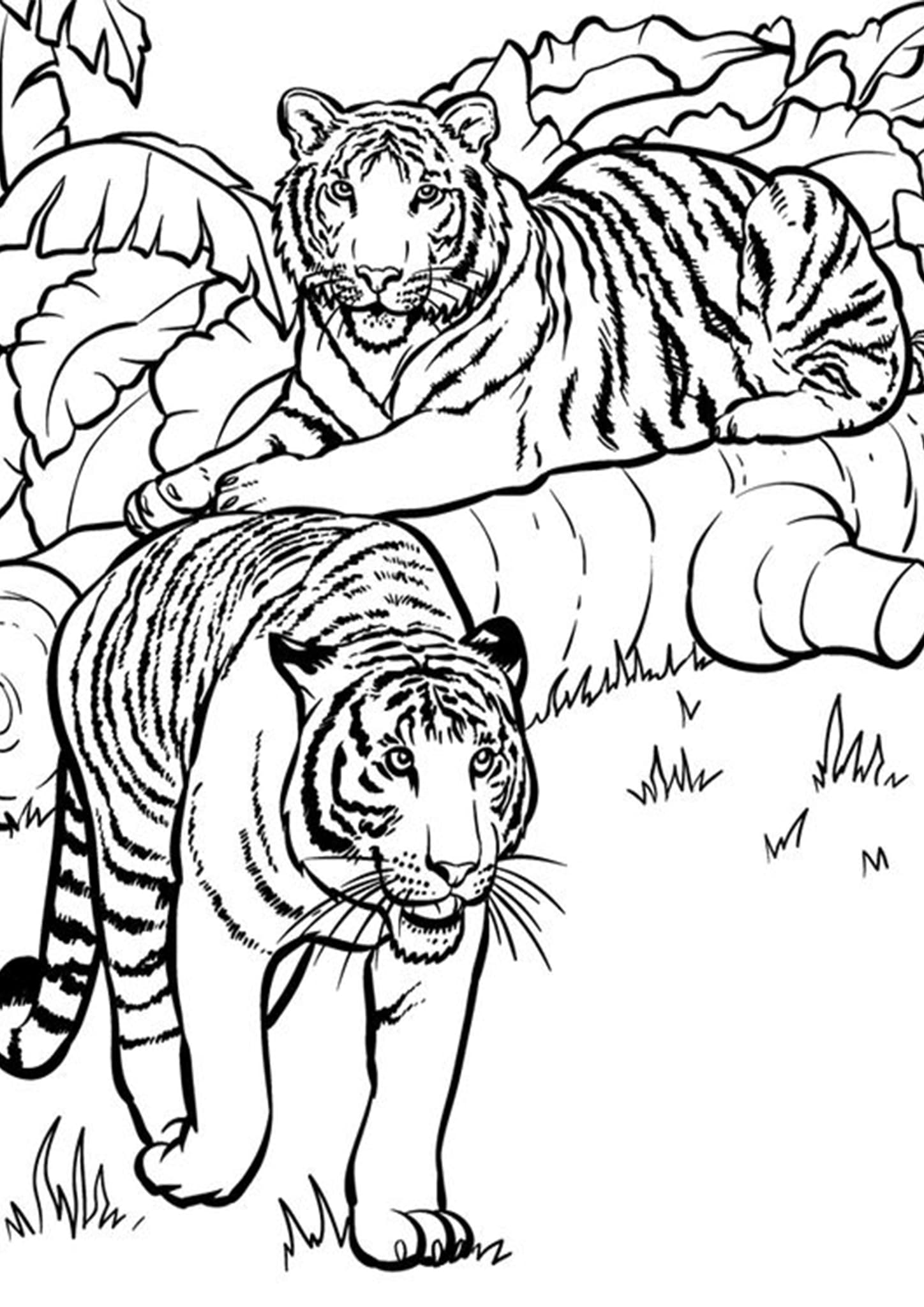 Tiger Coloring Pages Free Printable 33