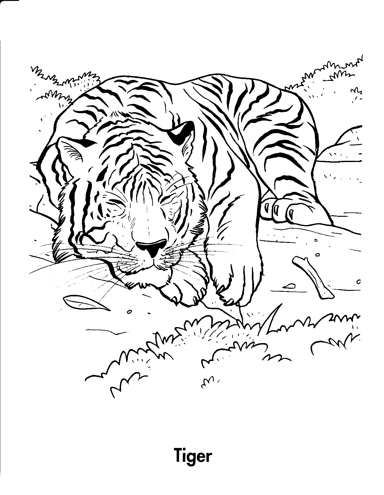 Tiger Coloring Pages Free Printable 35