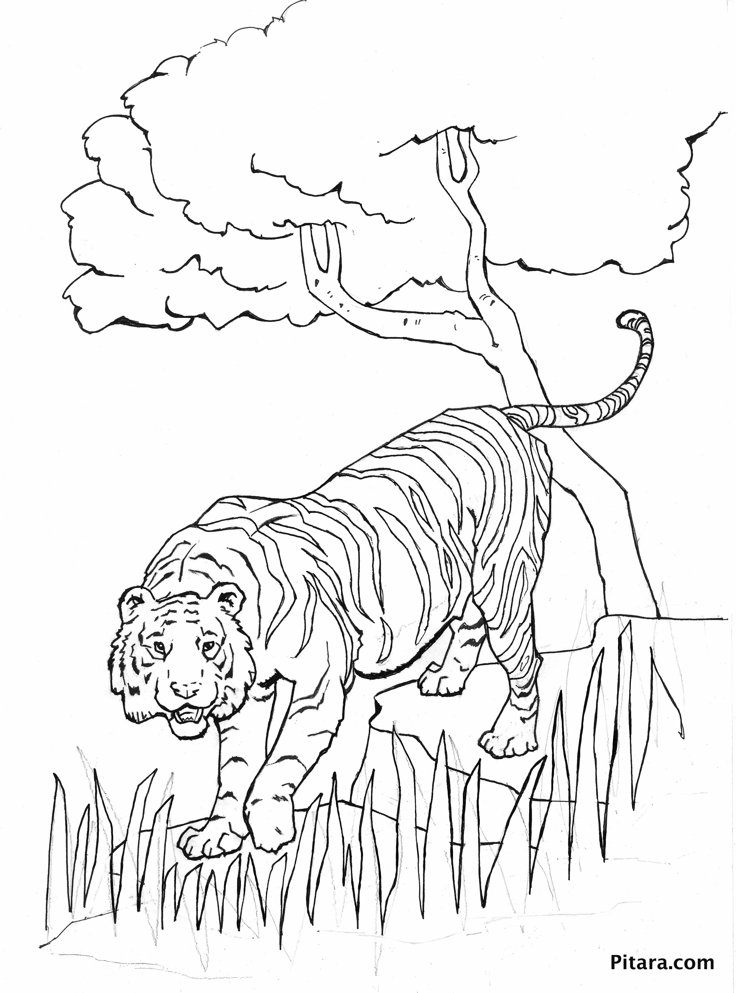 Tiger Coloring Pages Free Printable 39