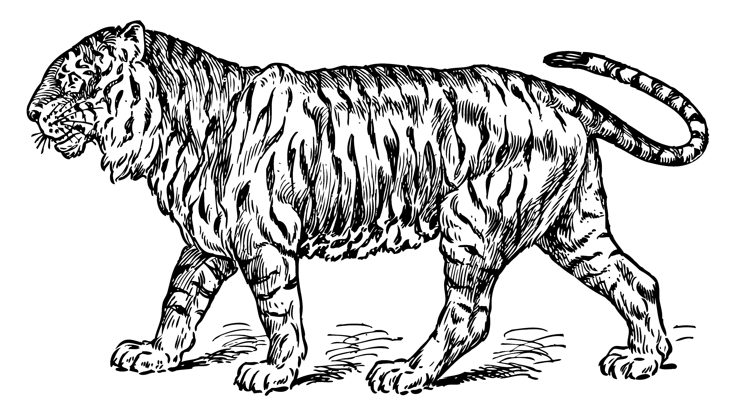 Tiger Coloring Pages Free Printable 46