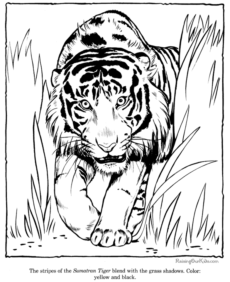 Tiger Coloring Pages Free Printable 50