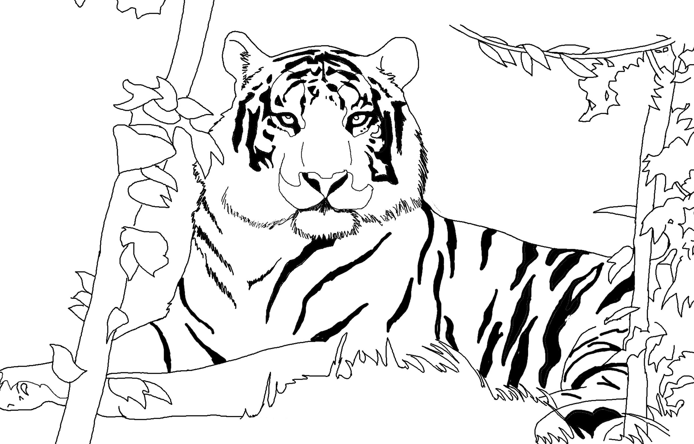 Tiger Coloring Pages Free Printable 57