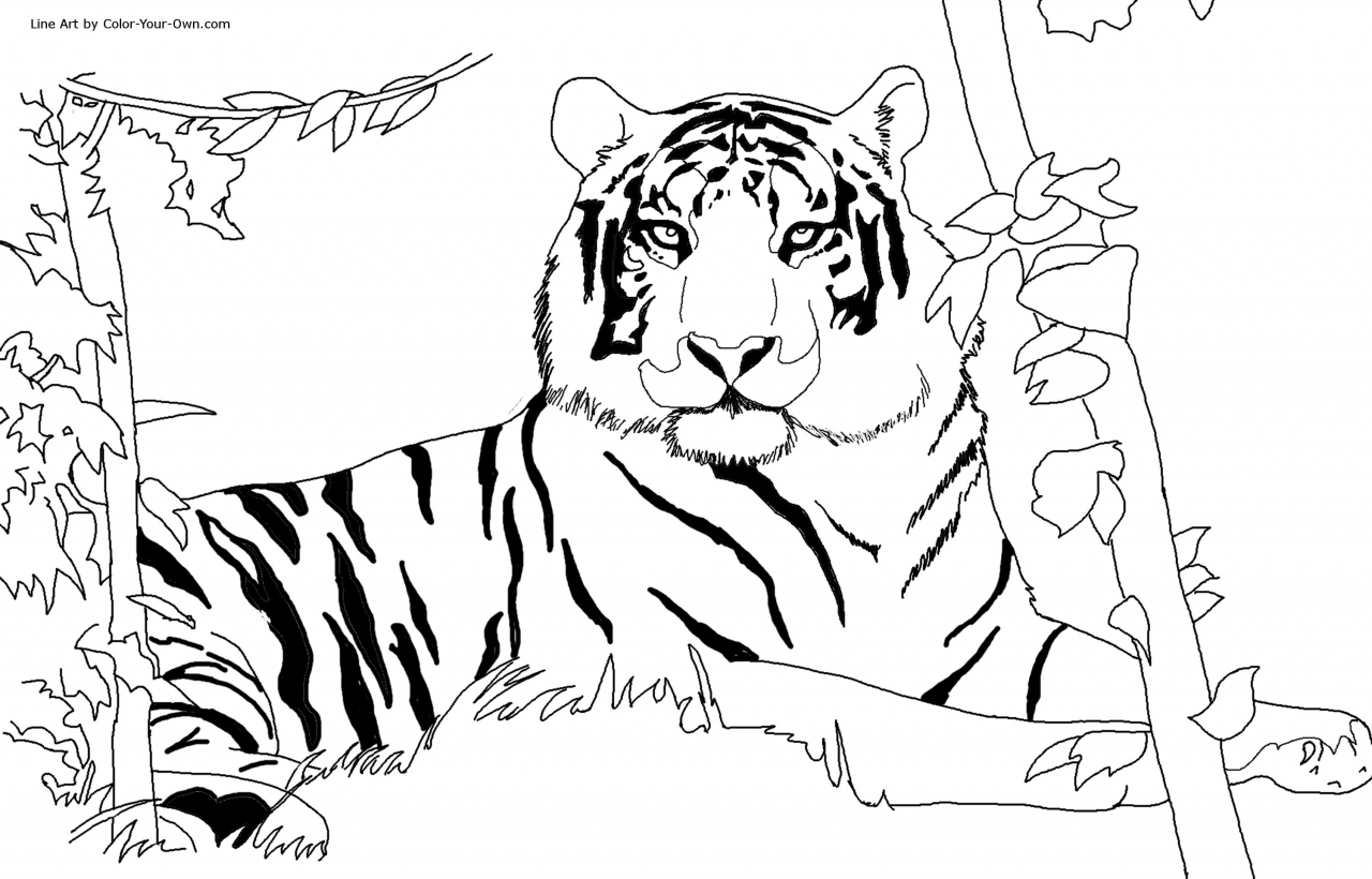 Tiger Coloring Pages Free Printable 58