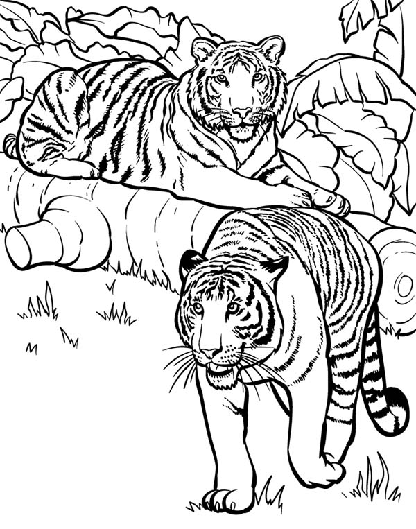 Tiger Coloring Pages Free Printable 62