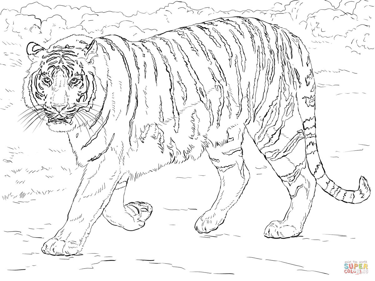 Tiger Coloring Pages Free Printable 67