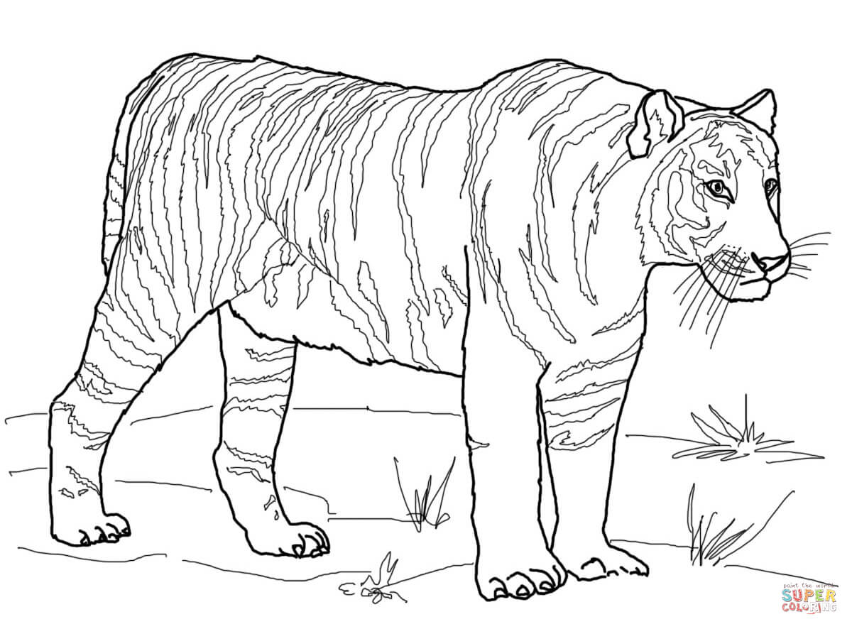 Tiger Coloring Pages Free Printable 71