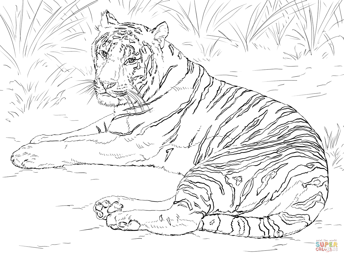 Tiger Coloring Pages Free Printable 76