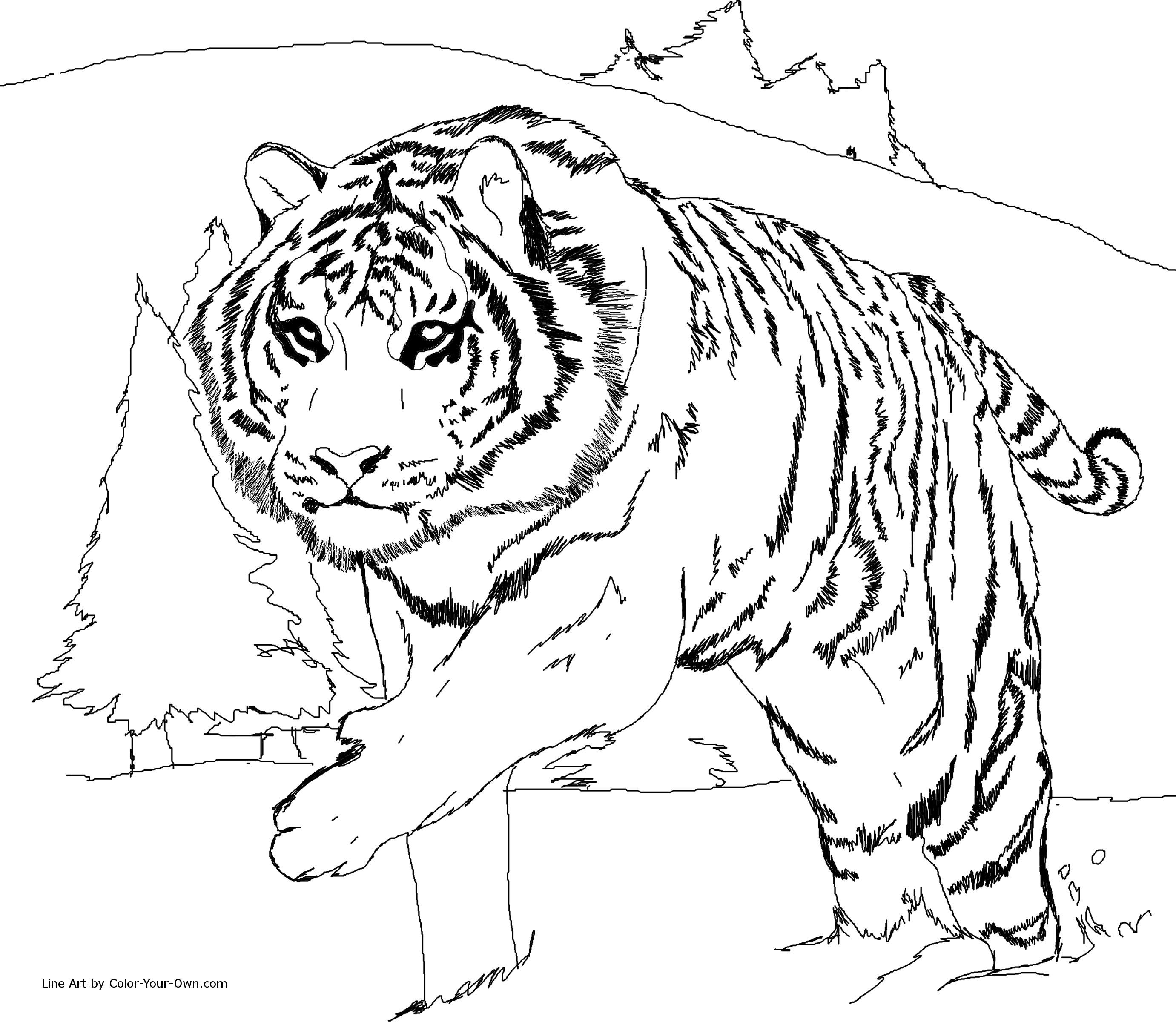 Tiger Coloring Pages Free Printable 9