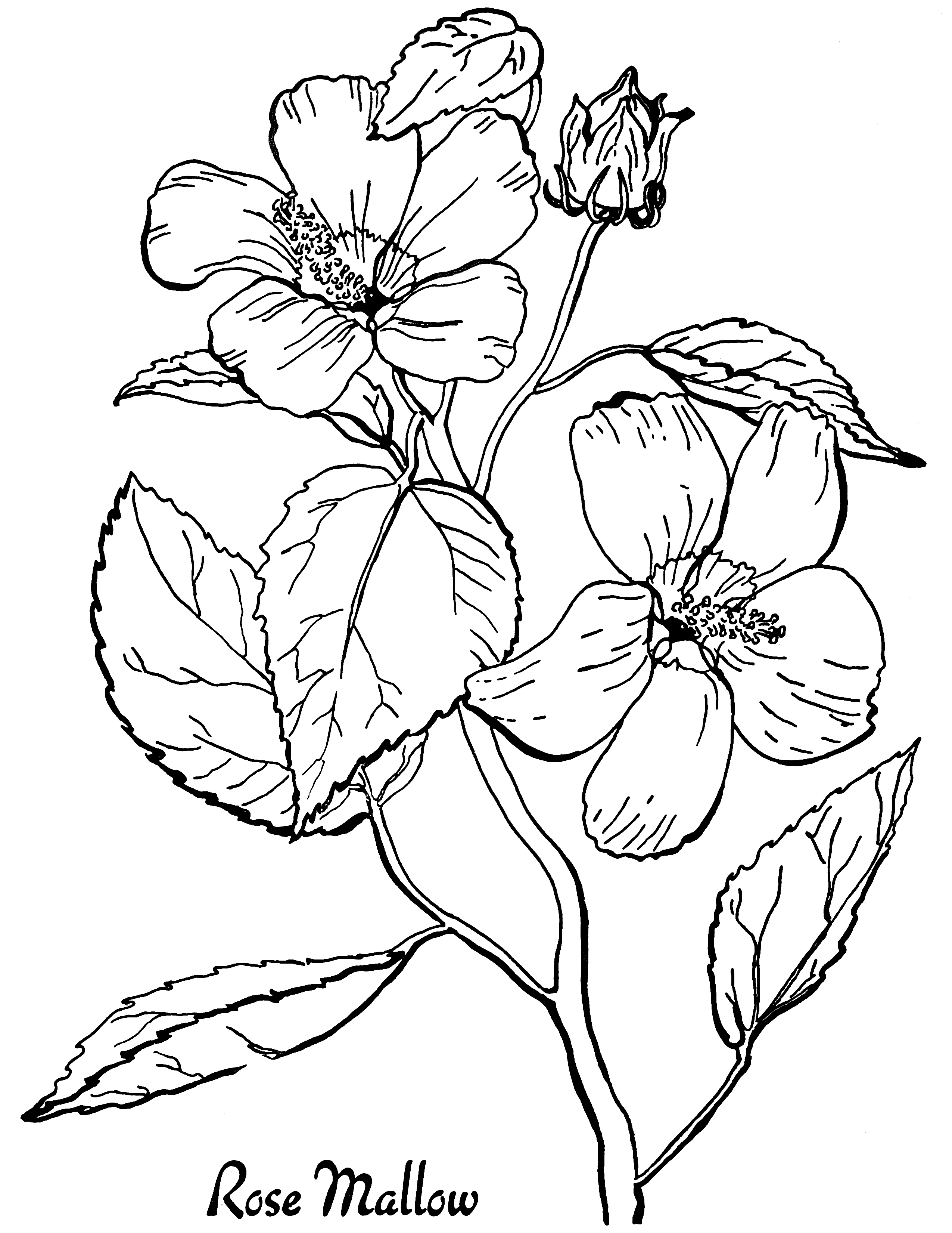 100+ Flower Coloring Pages for Adults 110