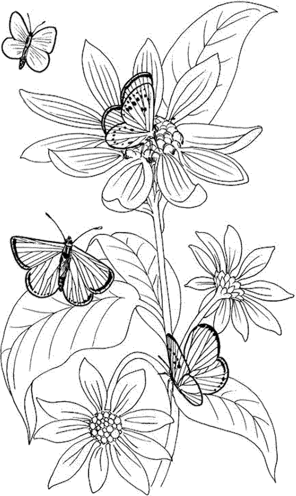 100+ Flower Coloring Pages for Adults 32