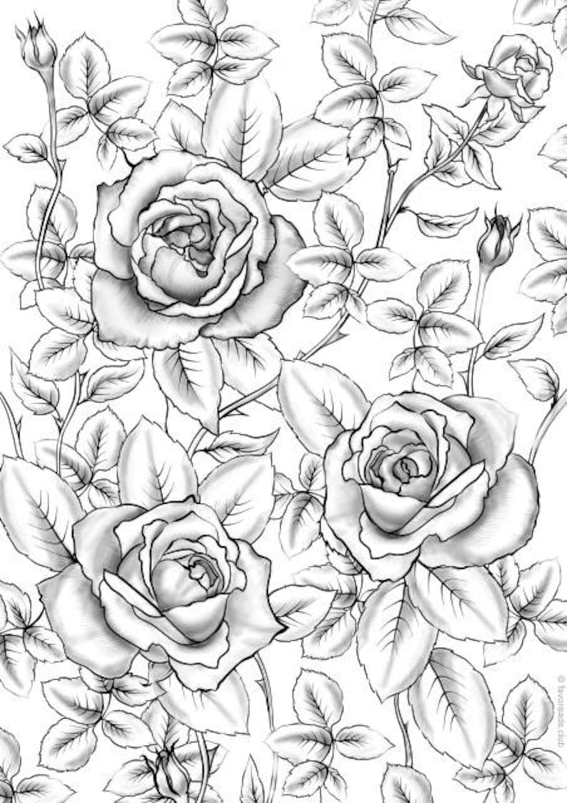 100+ Flower Coloring Pages for Adults 47