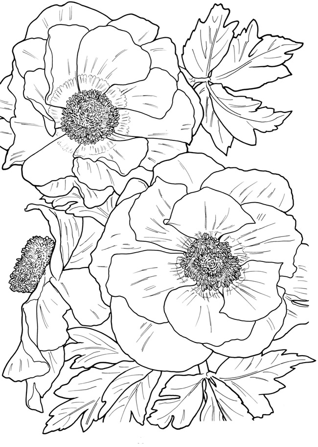 100+ Flower Coloring Pages for Adults 99