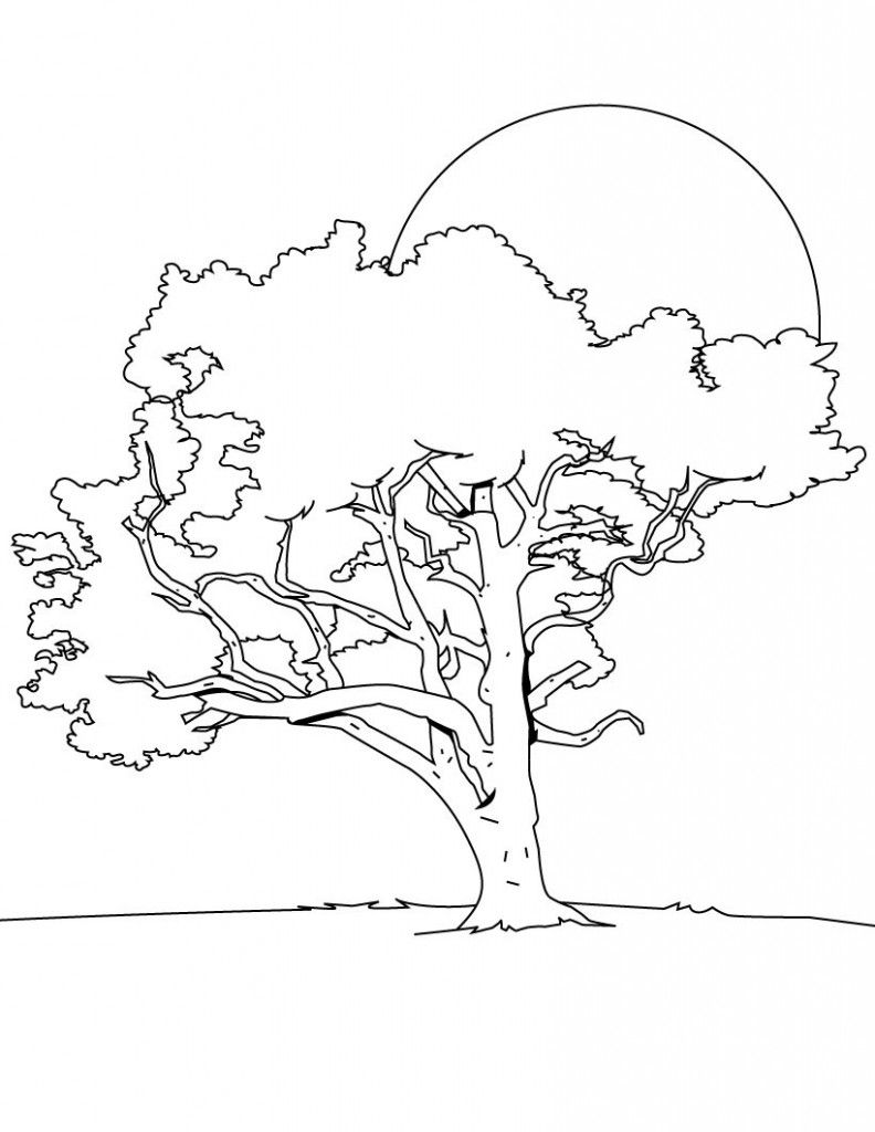 160 Tree Coloring Pages: Explore Nature's Palette 73