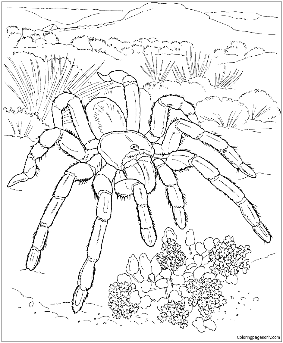 170+ Spider Coloring Pages Free Printable 108