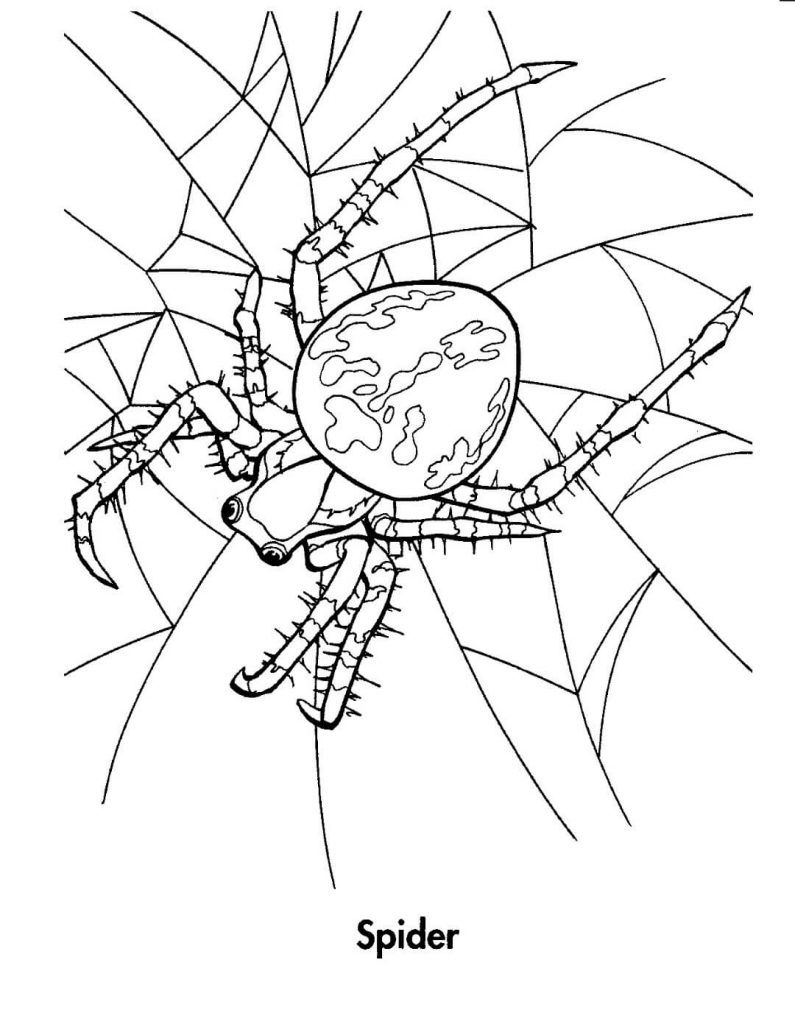 170+ Spider Coloring Pages Free Printable 132