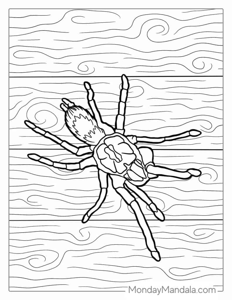 170+ Spider Coloring Pages Free Printable 142