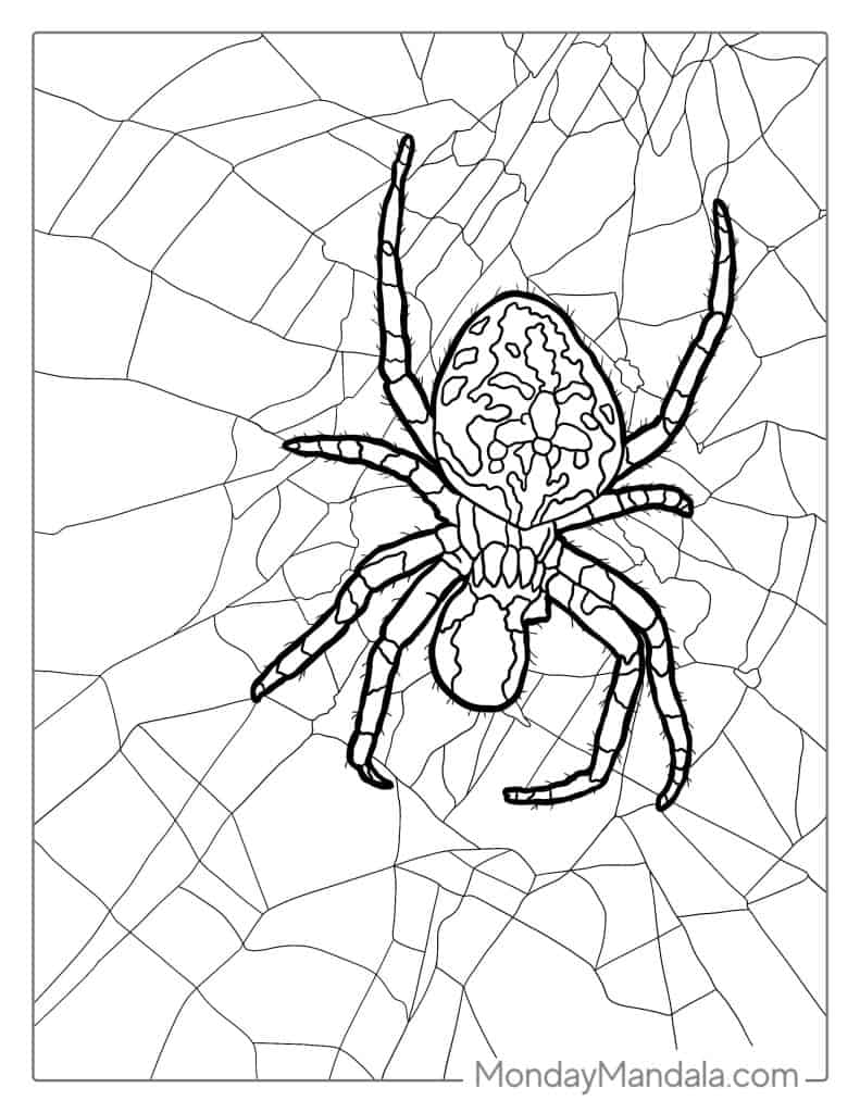 170+ Spider Coloring Pages Free Printable 144