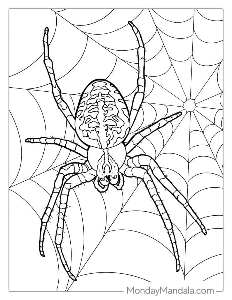 170+ Spider Coloring Pages Free Printable 146