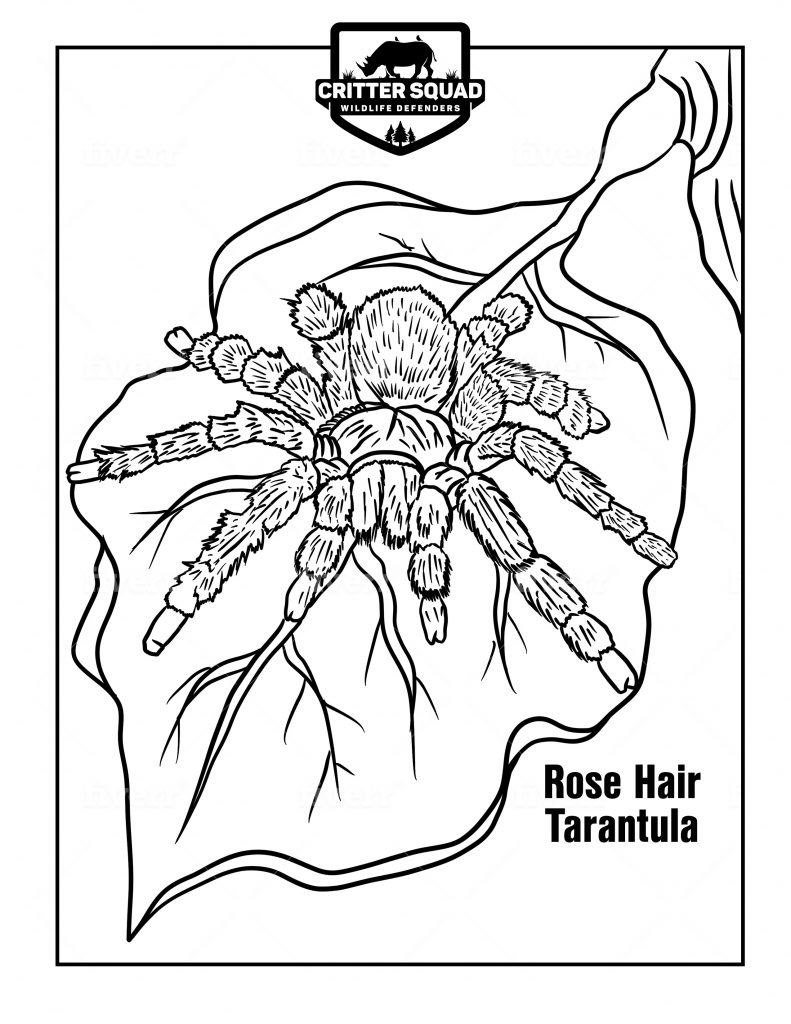 170+ Spider Coloring Pages Free Printable 160