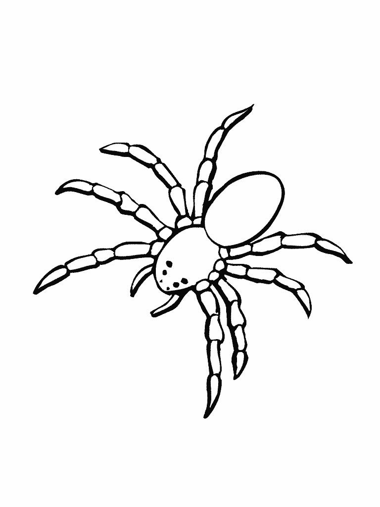 170+ Spider Coloring Pages Free Printable 177