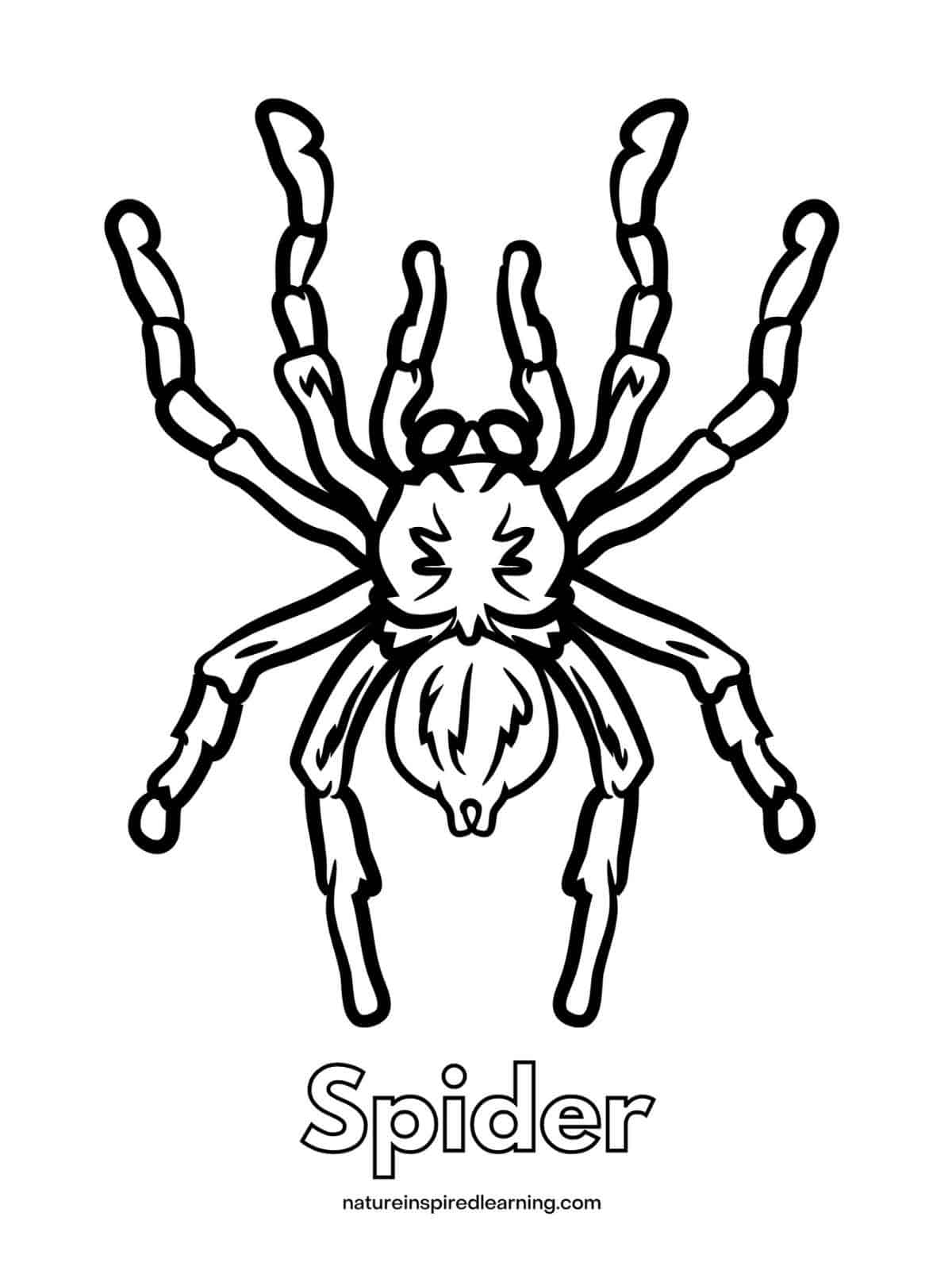 170+ Spider Coloring Pages Free Printable 58