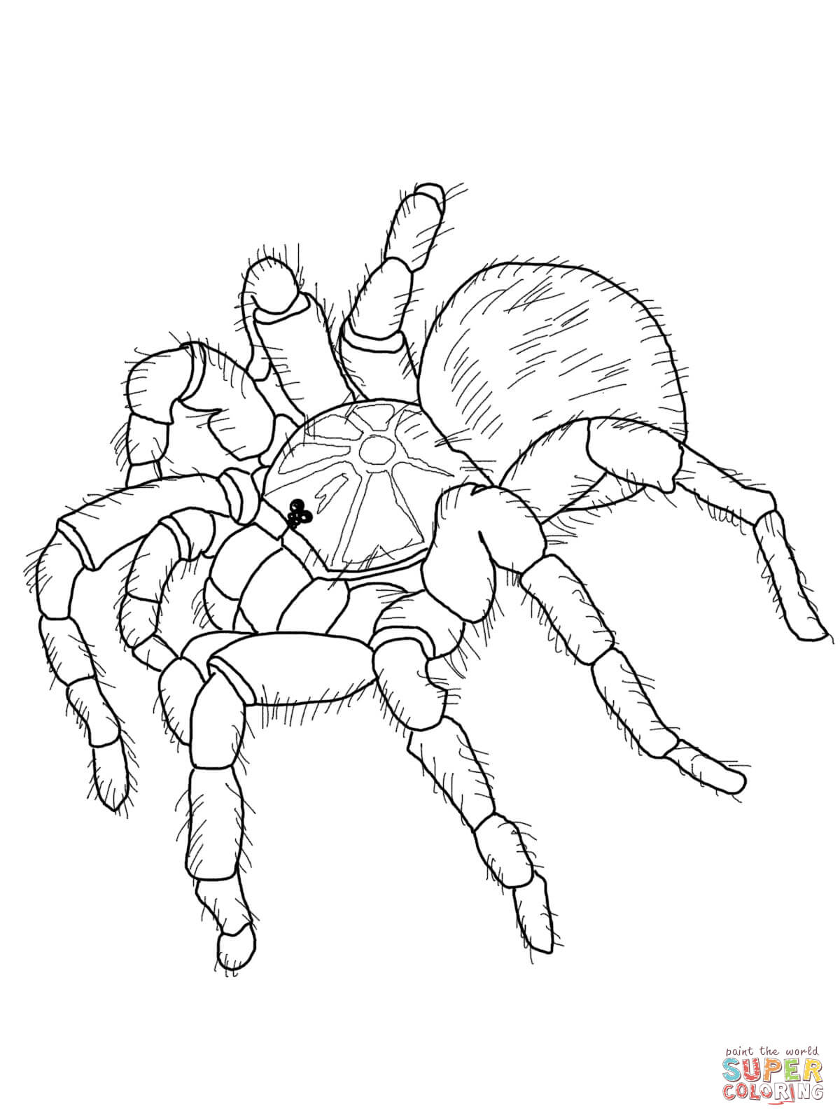 170+ Spider Coloring Pages Free Printable 66