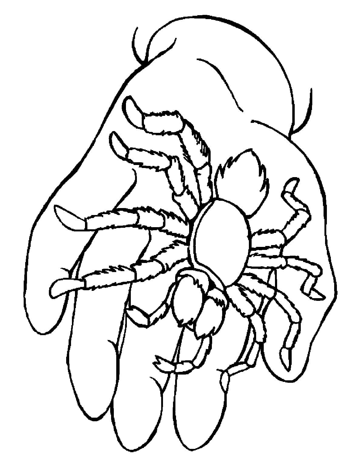 170+ Spider Coloring Pages Free Printable 73