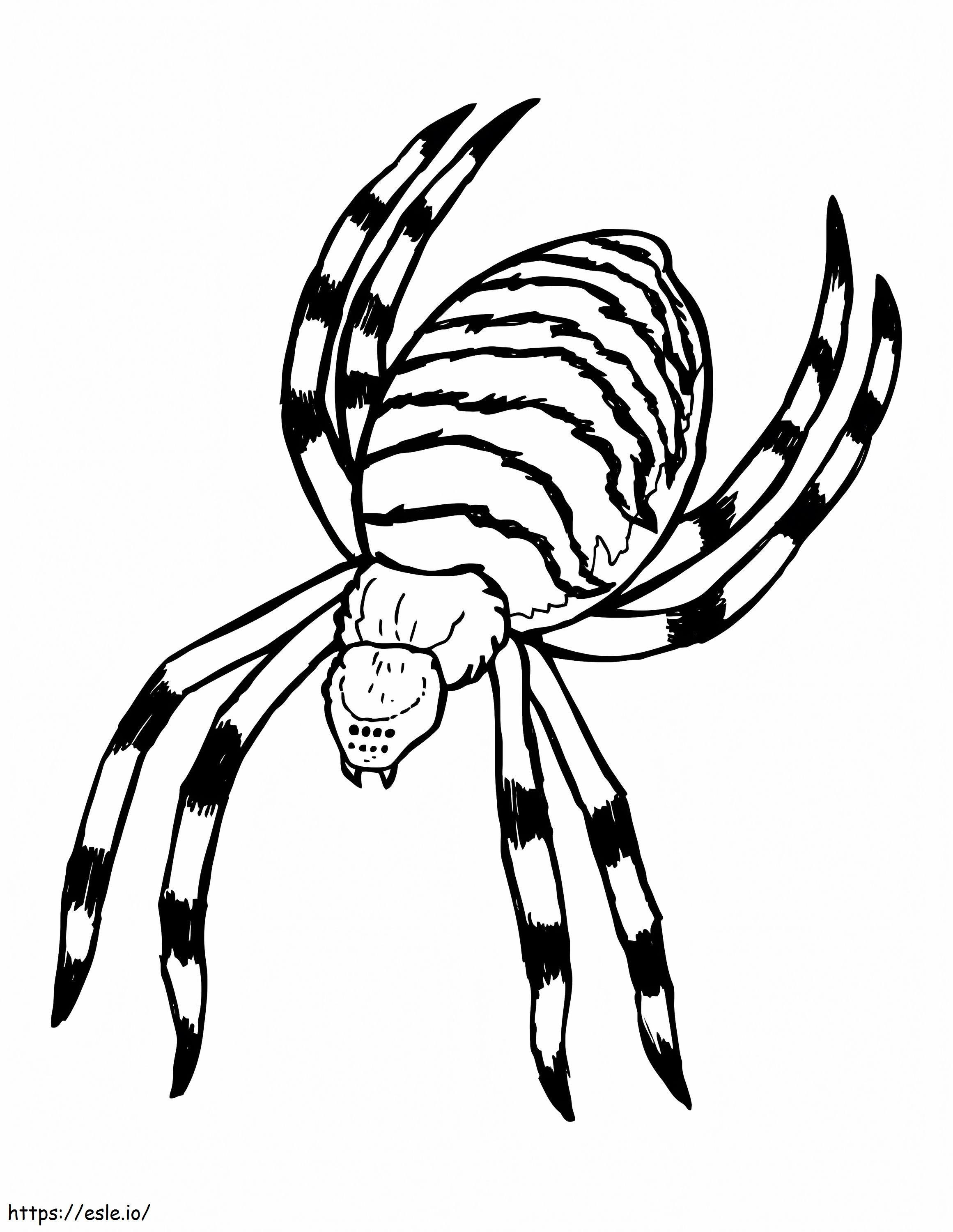 170+ Spider Coloring Pages Free Printable 9