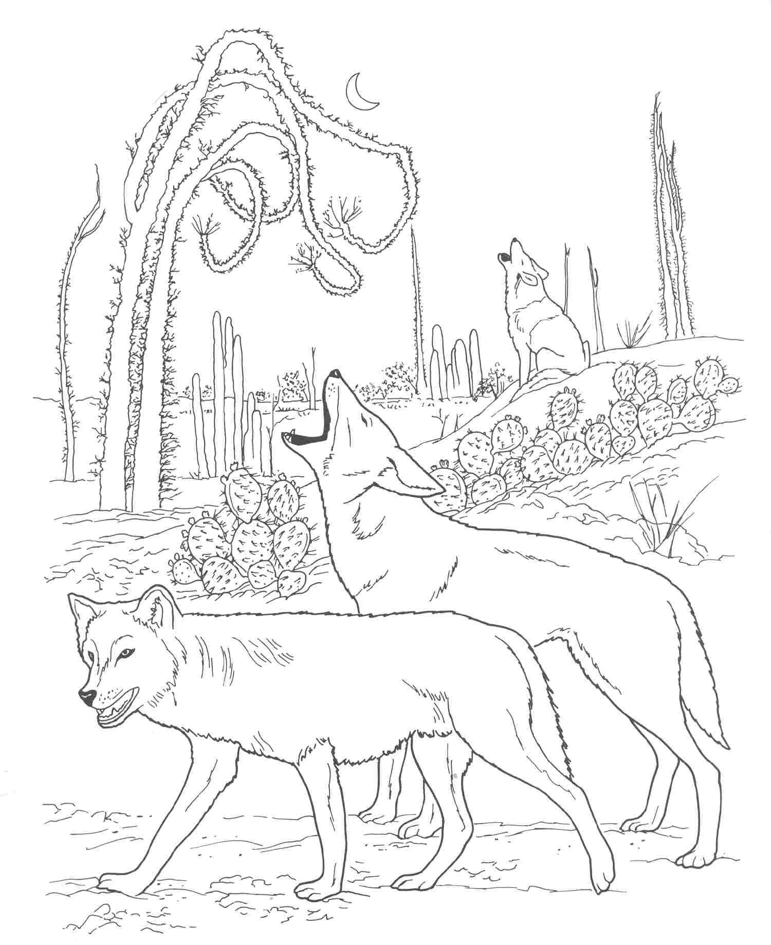 175+ Desert Landscape Coloring Pages Printable 117