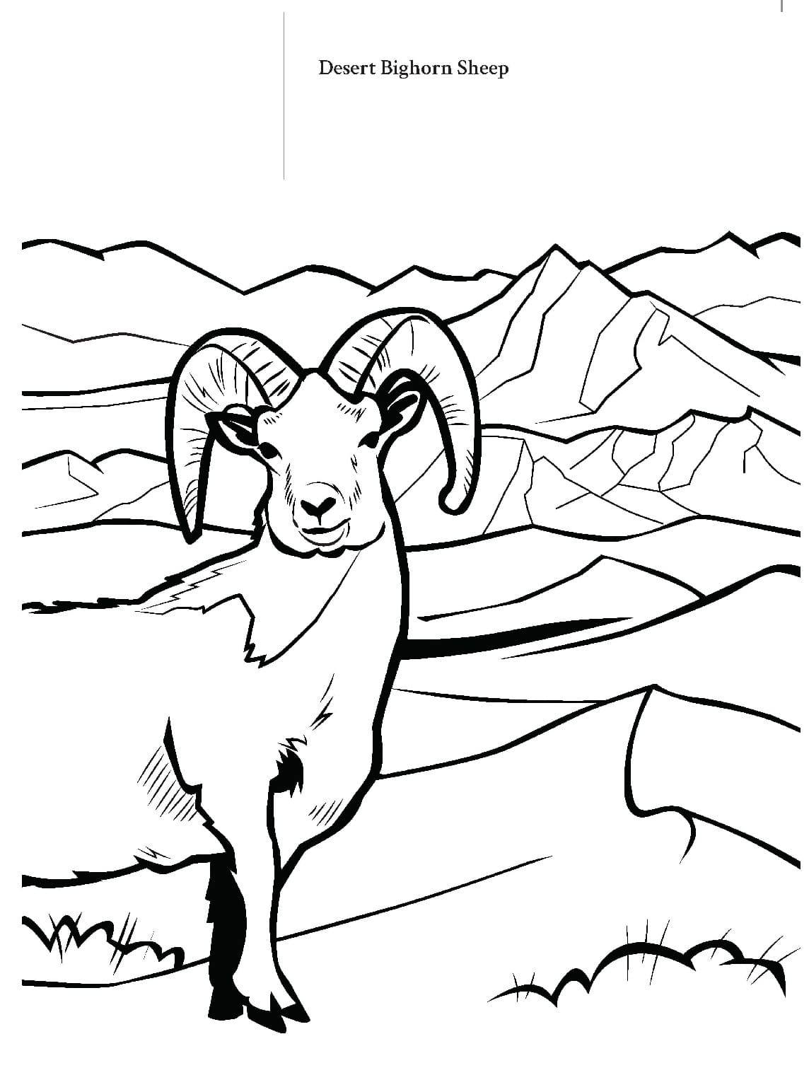 175+ Desert Landscape Coloring Pages Printable 85