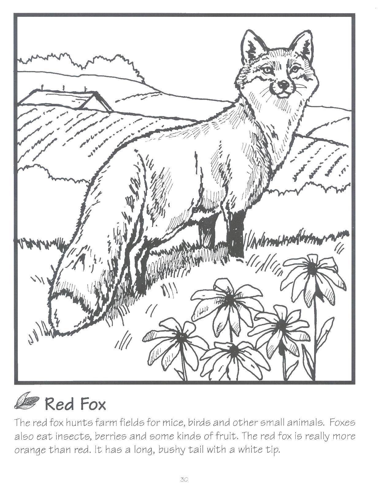 190+ Fox Coloring Pages Printable 113