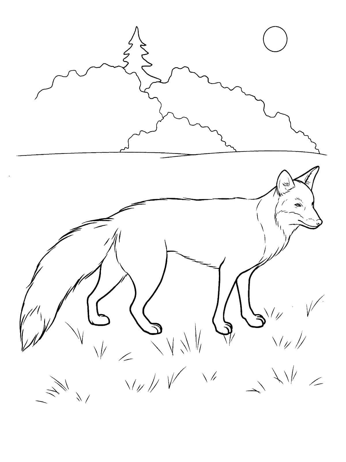 190+ Fox Coloring Pages Printable 167