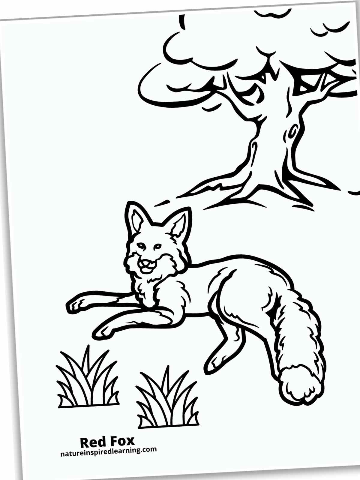 190+ Fox Coloring Pages Printable 53