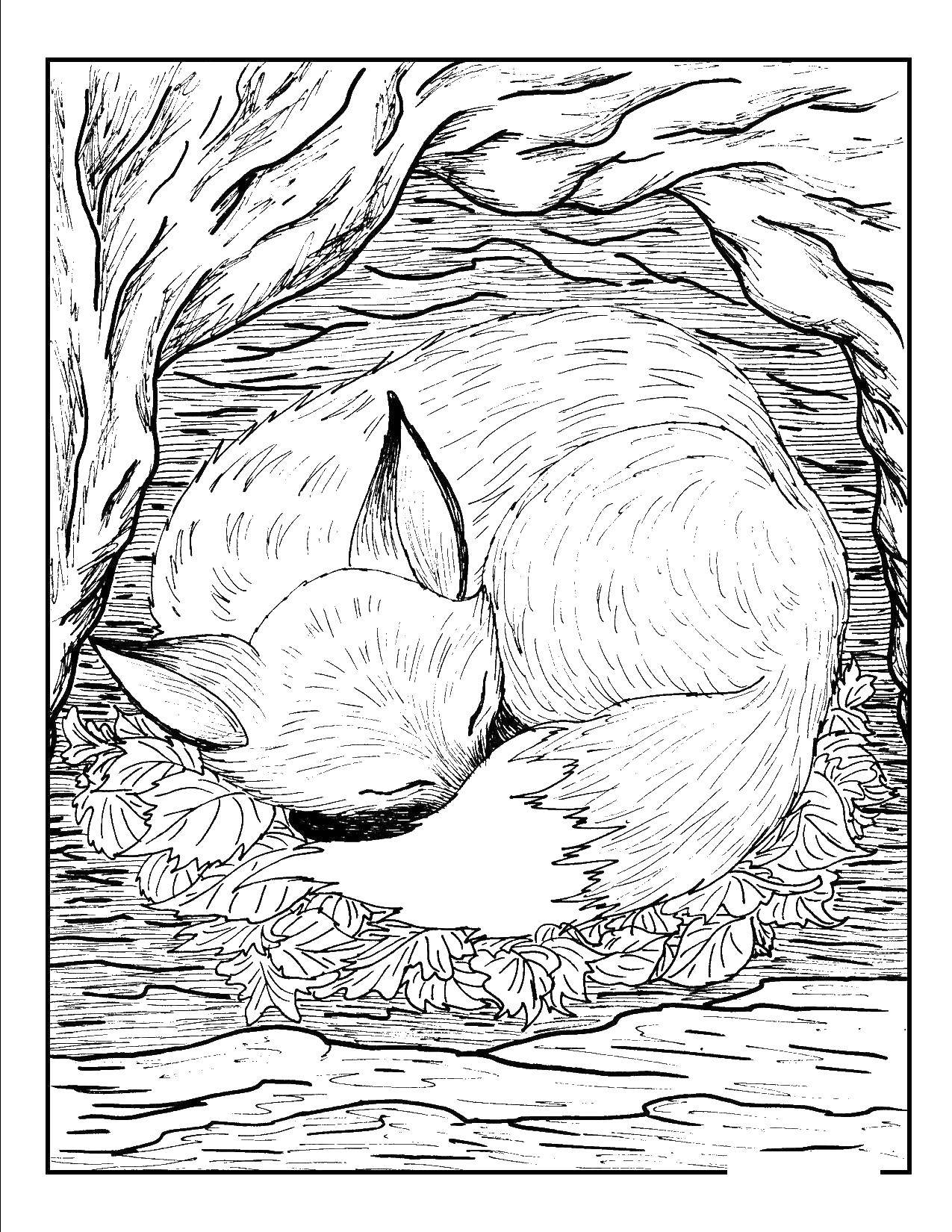 190+ Fox Coloring Pages Printable 87