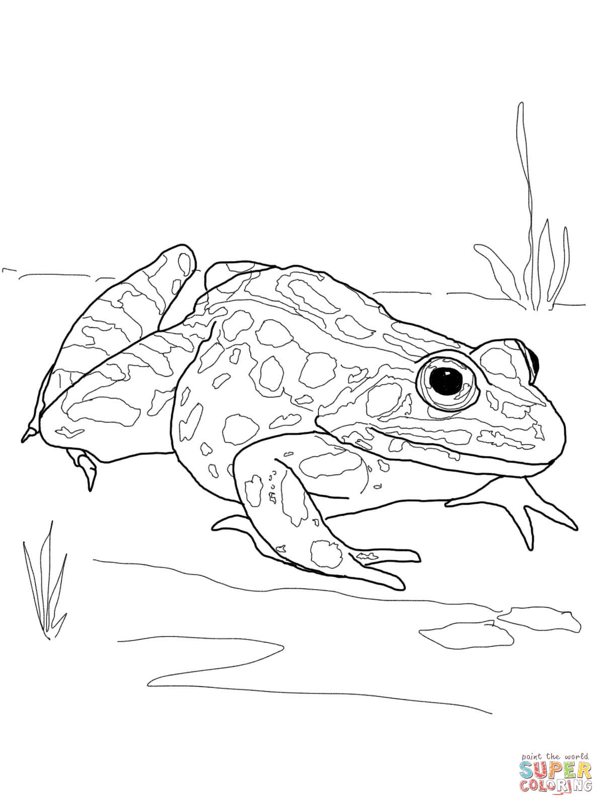 190+ Frog Coloring Page Designs 112