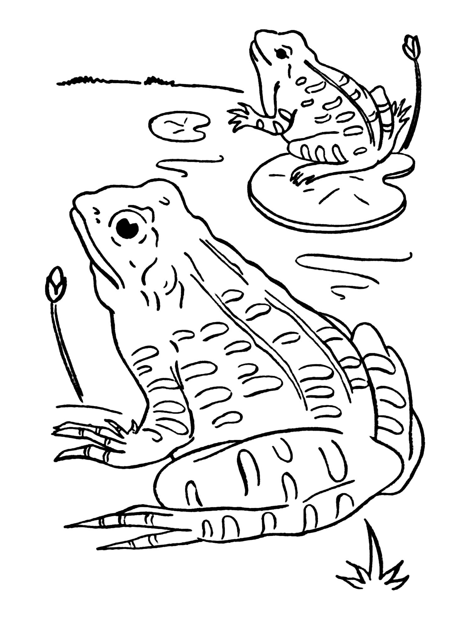 190+ Frog Coloring Page Designs 117