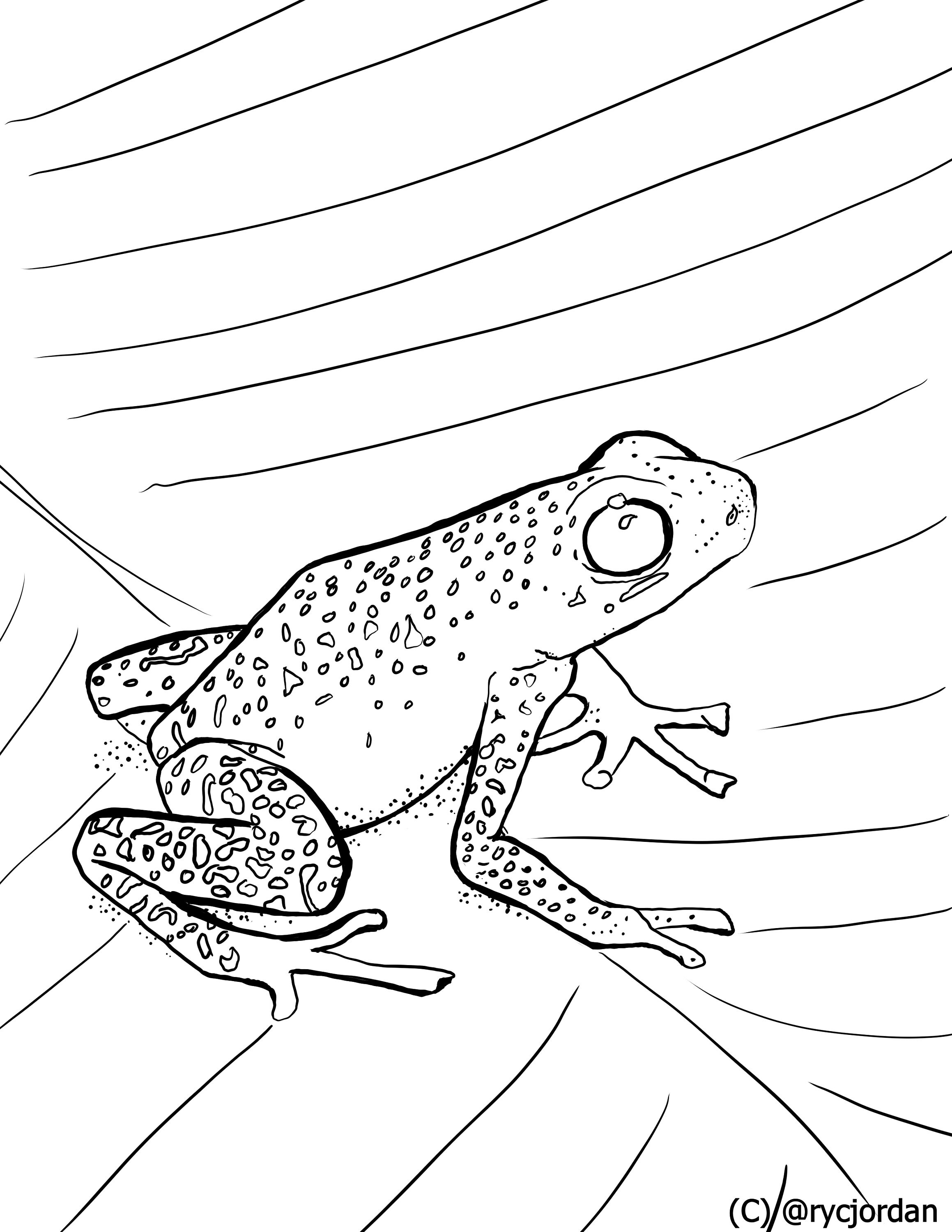 190+ Frog Coloring Page Designs 151