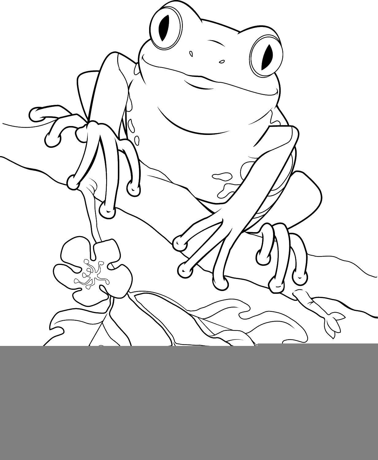 190+ Frog Coloring Page Designs 39