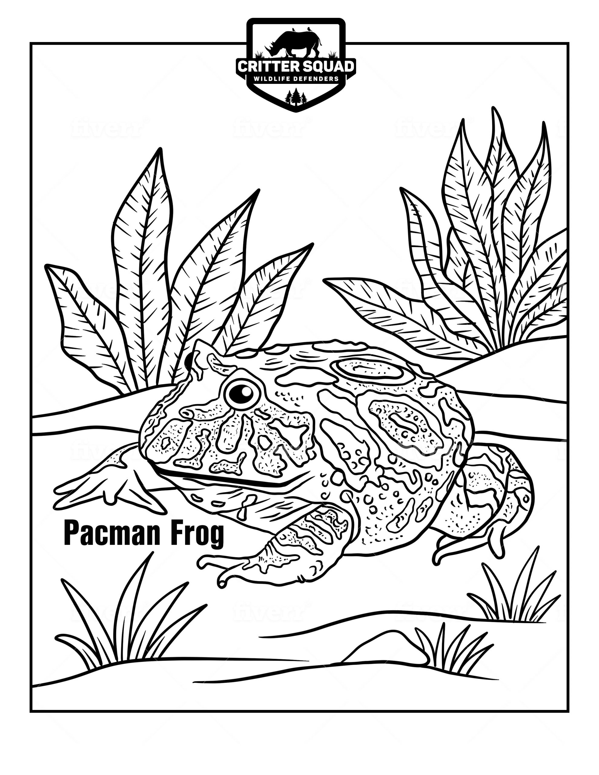 190+ Frog Coloring Page Designs 40