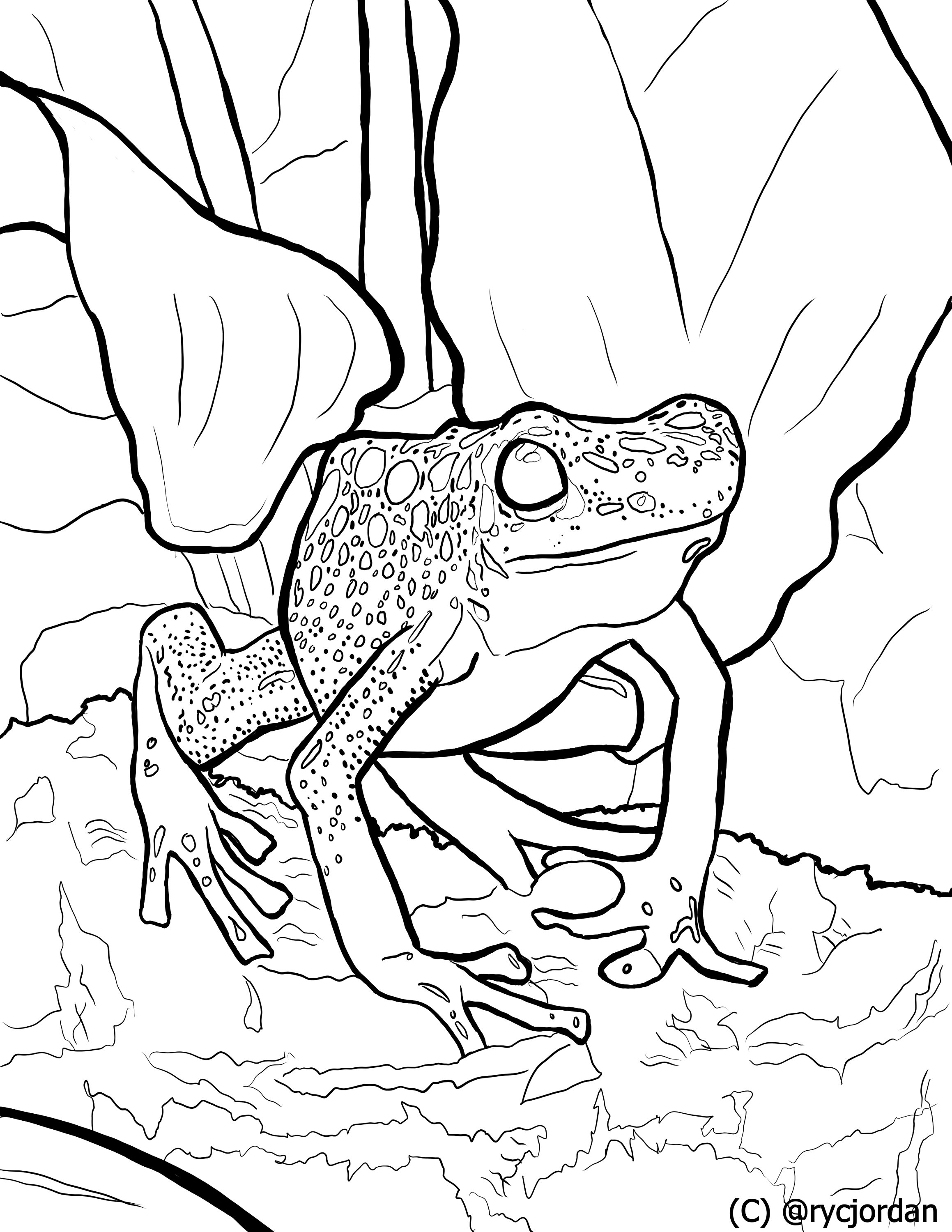 190+ Frog Coloring Page Designs 56