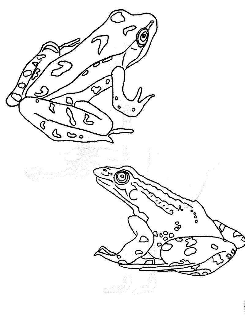 190+ Frog Coloring Page Designs 79