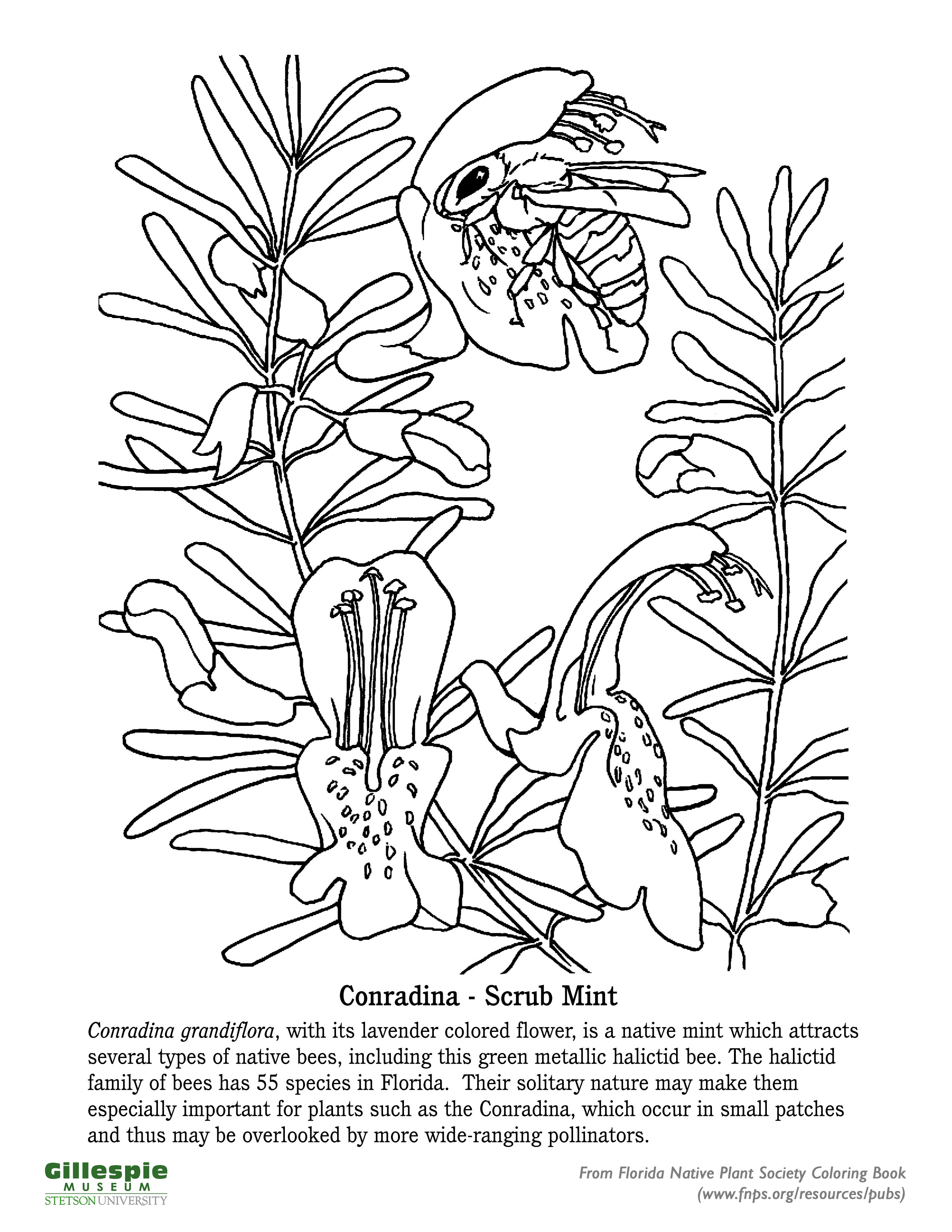 199 Lavender Coloring Pages Printable 124