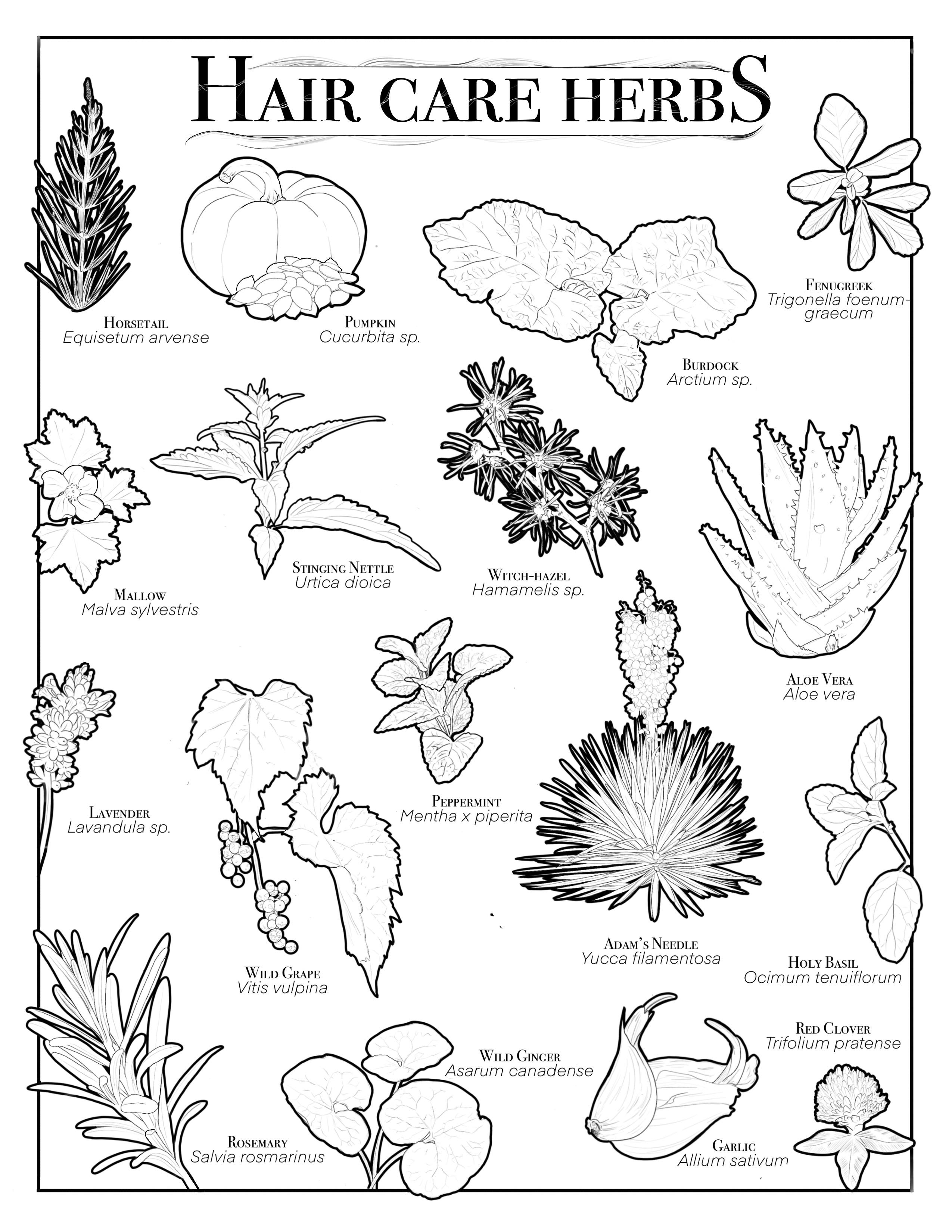 199 Lavender Coloring Pages Printable 130