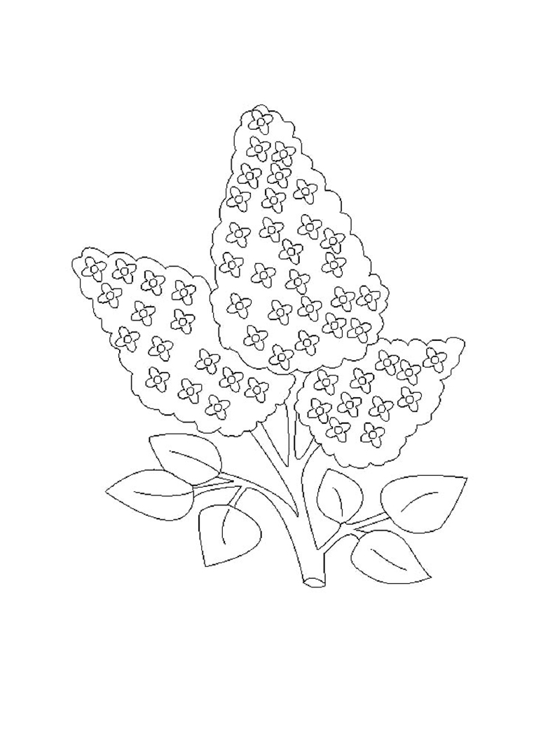 199 Lavender Coloring Pages Printable 158