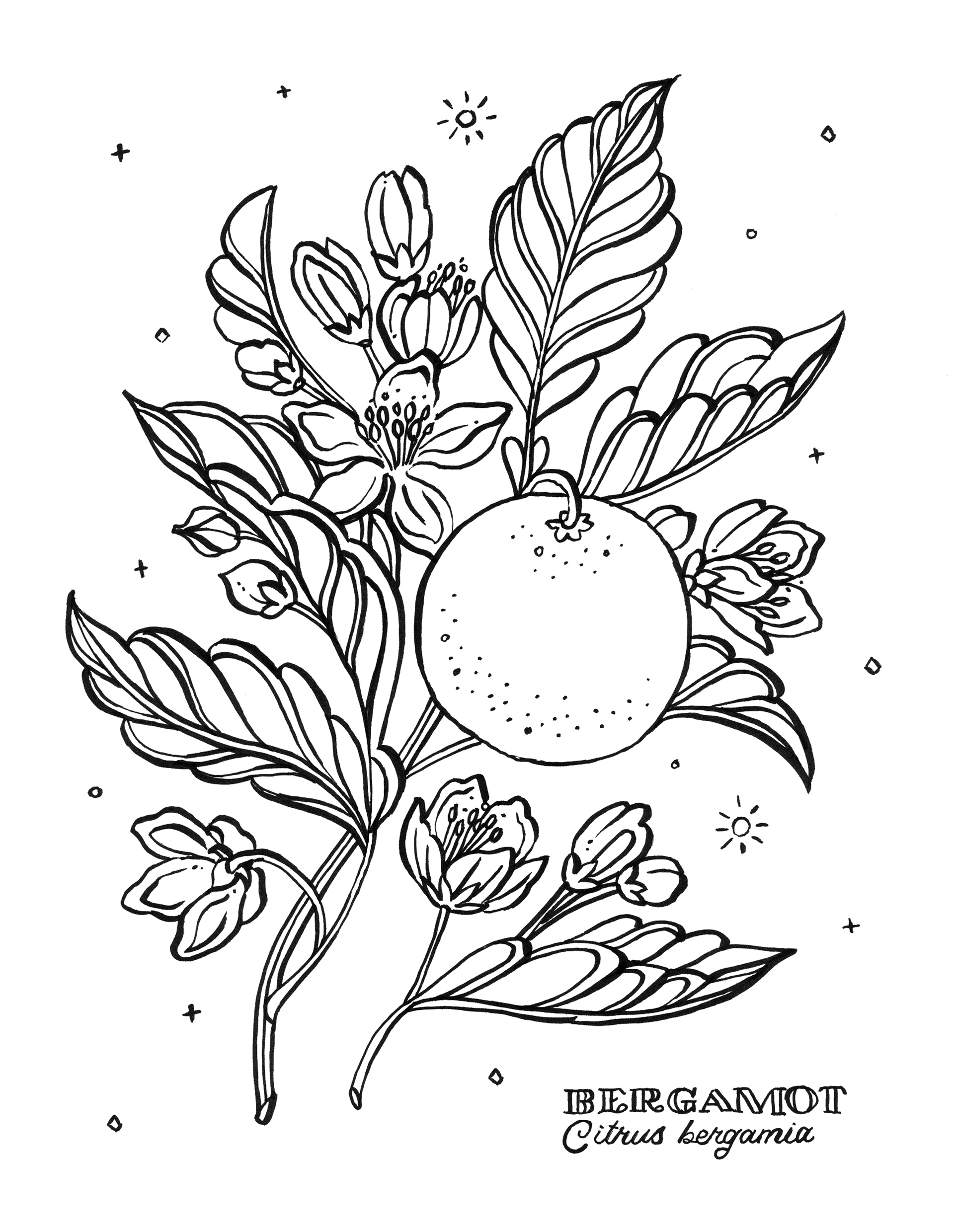 199 Lavender Coloring Pages Printable 166