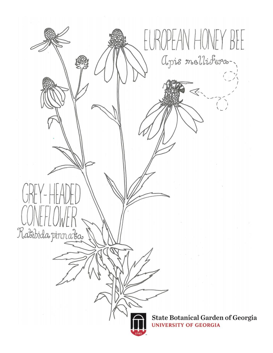 199 Lavender Coloring Pages Printable 181