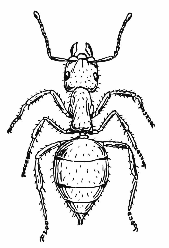 32 Busy Ant Coloring Pages Printable 32