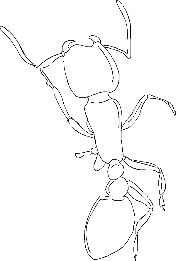 32 Busy Ant Coloring Pages Printable 6