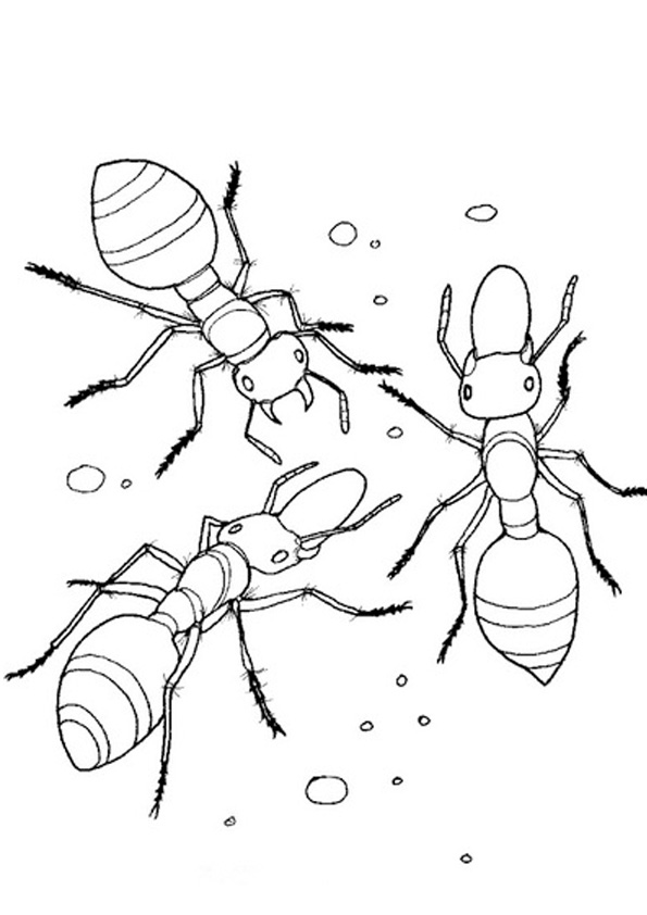 32 Busy Ant Coloring Pages Printable 9